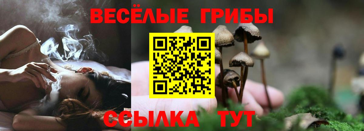 Псилоцибиновые грибы Psilocybine cubensis Владимир